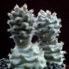 Tephrocactus_articulatus_2